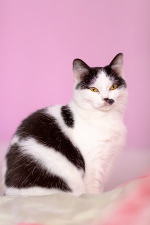 Sitting black and white cat on pink background, indoor shot, close up, yellow eyesの写真素材