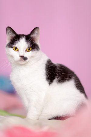Sitting black and white cat on pink background, indoor shot, close up, yellow eyesの写真素材