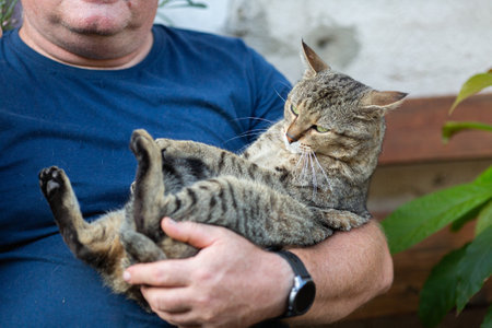 Cat sleeping in man's arm, hug, bonding moment with human, adult tabby cat being friendly with ownerの写真素材