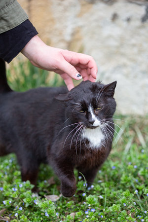 Young woman petting black cat outside, bonding with a pet, springtimeの写真素材