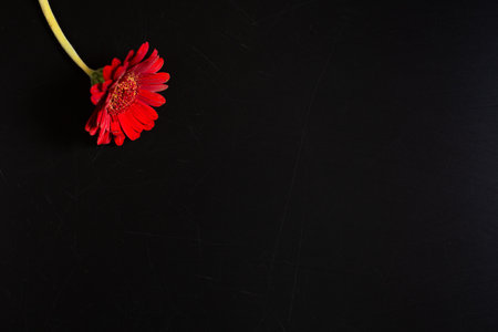 Red blossom flower on black background, copy space wallpaper creative flat lay, frameの写真素材
