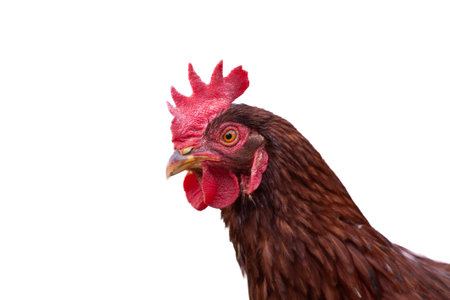 Chicken portrait isolated on white, one brown live farm animalの写真素材