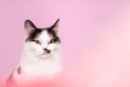 Portrait of a black and white cat on a pink background, indoor shot, close up, yellow eyesの写真素材