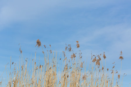 Reed plant against bright blue sky with copy space, sunny dayの写真素材