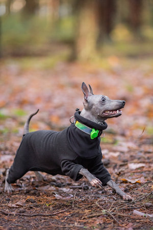 Fall full body of a purebred American Hairless terrier in forest, naked dog with blurred background, dressedの写真素材