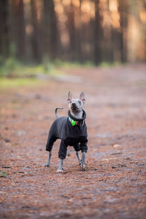 Fall full body of a purebred American Hairless terrier in forest, naked dog with blurred background, dressedの写真素材