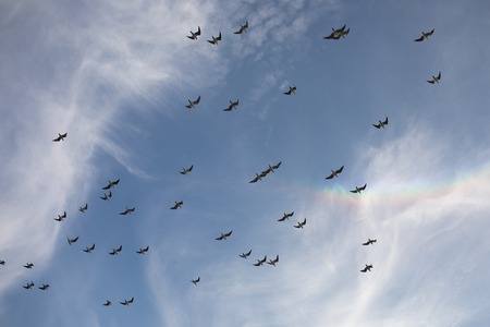 A flock of seagulls flying in the sky.