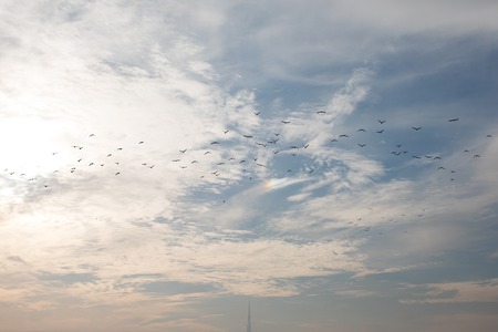 A flock of seagulls flying in the sky.の写真素材