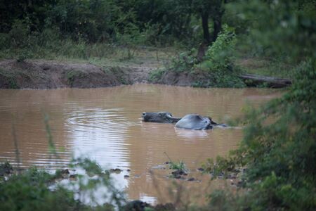 Yala National Park/Sri Lanka - April 7, 2018: Buffalo lies in a small pond.