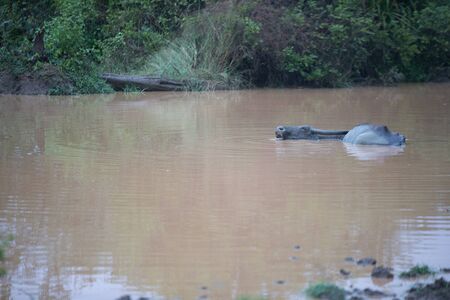 Yala National Park/Sri Lanka - April 7, 2018: Buffalo lies in a small pond.のeditorial素材
