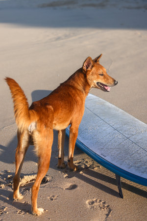 A Playful Dog Joyfully Stands by the Surfboard on a Beautiful Sandy Beach under the Sunの写真素材