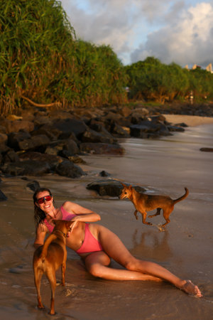 Enjoying Playful Moments and Adventures on the Beach with Our Beloved Dogs and Petsの写真素材