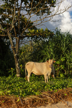 Cows Grazing Beautifully by a Tropical Landscape Under a Bright Blue Sky, Peaceful and Calmの写真素材