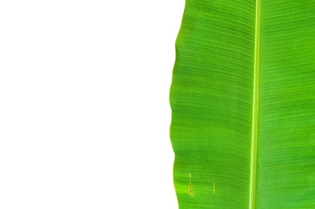 banana leaf backgroundの写真素材