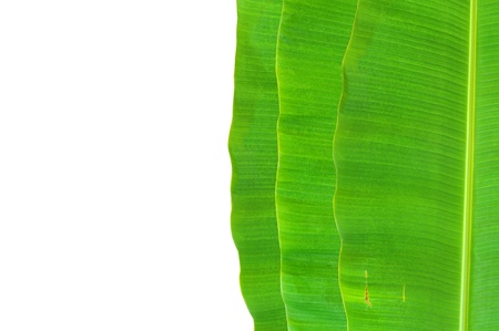 banana leaf backgroundの写真素材