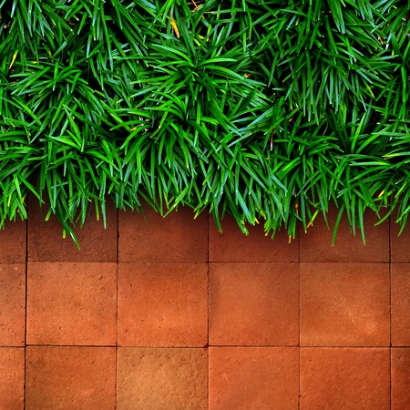 Fresh green grass on red brick backgroundの写真素材