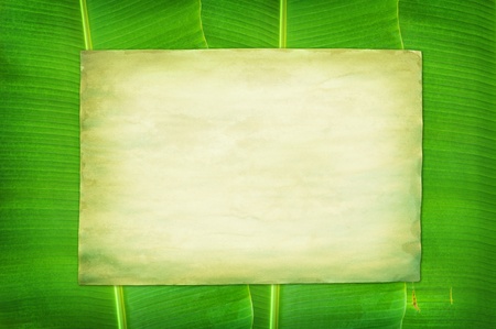 green Vintage paper on banana leaf backgroundの写真素材