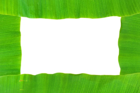 banana leafの写真素材