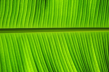 isolated banana leaf on whiteの写真素材