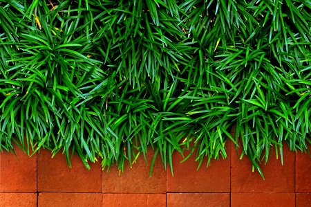 Fresh green grass on red brick backgroundの写真素材