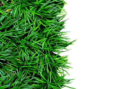 Isolated green grass on white backgroundの写真素材
