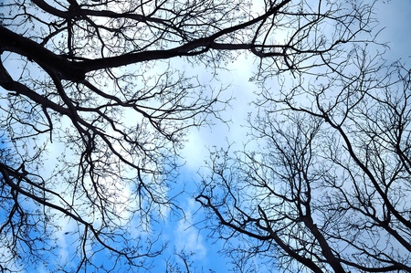 Silhouette a tree against a background of skyの写真素材
