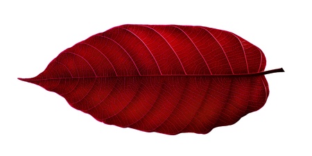 The art Red leaf isolated on white .