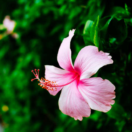 Pink Hibiscusの写真素材