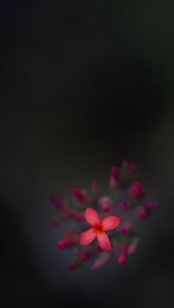 Dark pink flower starの写真素材