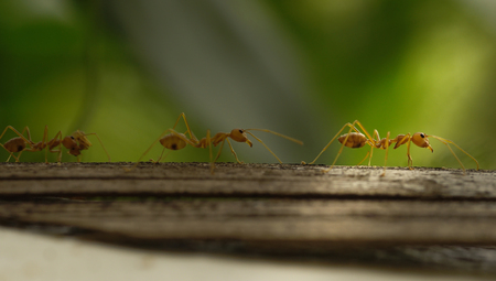 Marching ants following the leaderの写真素材