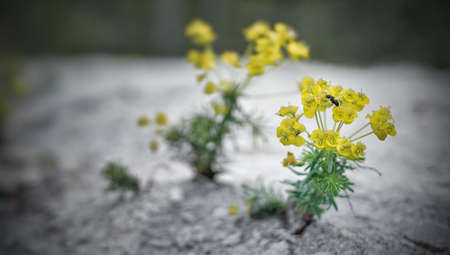 The resilience of life - weed growing on stone soil