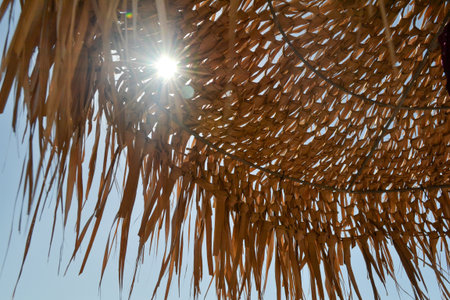 Sunlight shining through a straw umbrella in the shade of a palm treeの写真素材