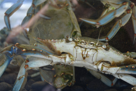 Blue crab in the market, close-up of a blue crabの写真素材