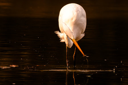Great egret in a pond at night.の写真素材