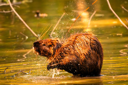 shot of a wild beaver swimming in a lake, nature seriesの写真素材