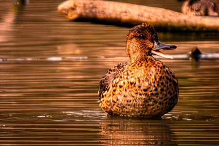 Female mallard duck (Anas platyrhynchos) swimming in a lakeの写真素材