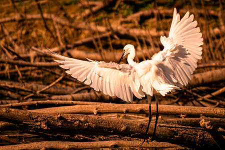 Little egret flying on a tree branch in the wild nature.の写真素材