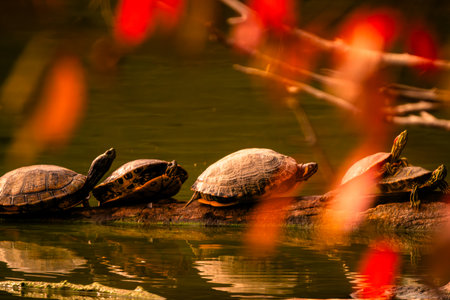 Turtles on a log in a pond at sunset with red leaves