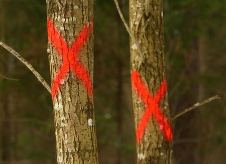trees with painted crosesの写真素材