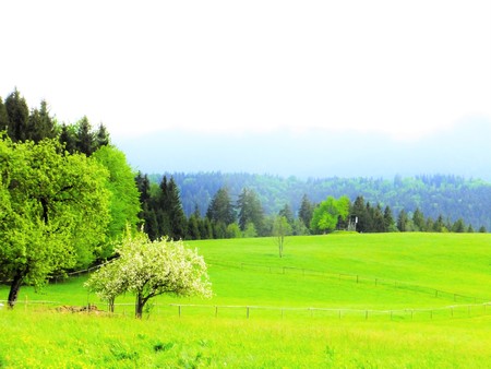 Landscape of green meadows Wiesの写真素材