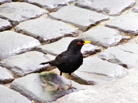 Amsel black Song birdの写真素材