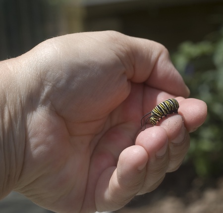 Left hand holding a catterpillarの写真素材