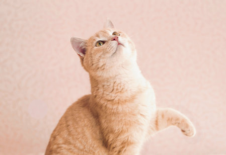 Charming ginger cat begging for treat, does trick. Cute cat raising paw up, pink background.の写真素材