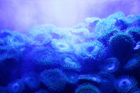 Green Sea Anemones at the New England Aquariumの写真素材