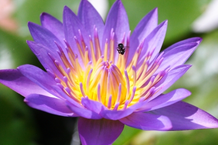 lotus and beeの写真素材