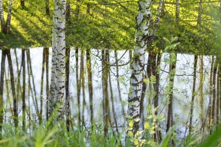birch trees around the lake reflected in the blue water