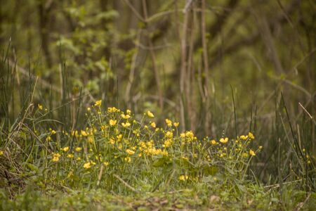 Forest with green trees, grass, glades and flowersの写真素材