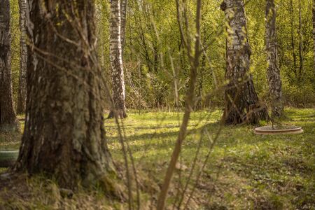 Forest with green trees, grass, glades and flowersの写真素材