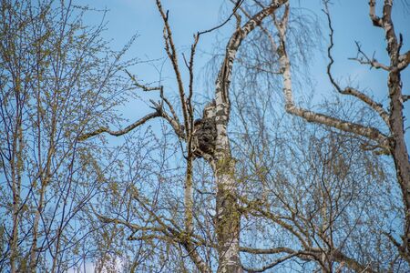 A tree from a lower angle with green leaves and a clear blue skの写真素材