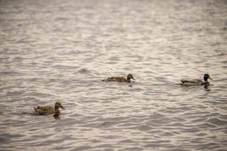 wild ducks female and male swim and bathe in the Volga river